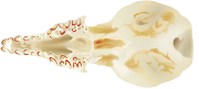 Skull top and bottom views