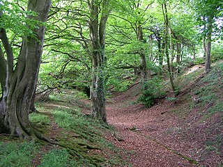 Clearbury Ring Iron Age hillfort in Wiltshire, England