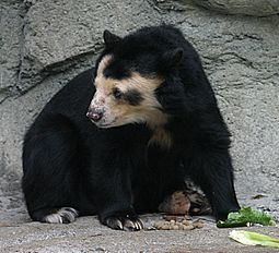 A living Tremarctos, or spectacled bear Spectacled Bear - Houston Zoo.jpg