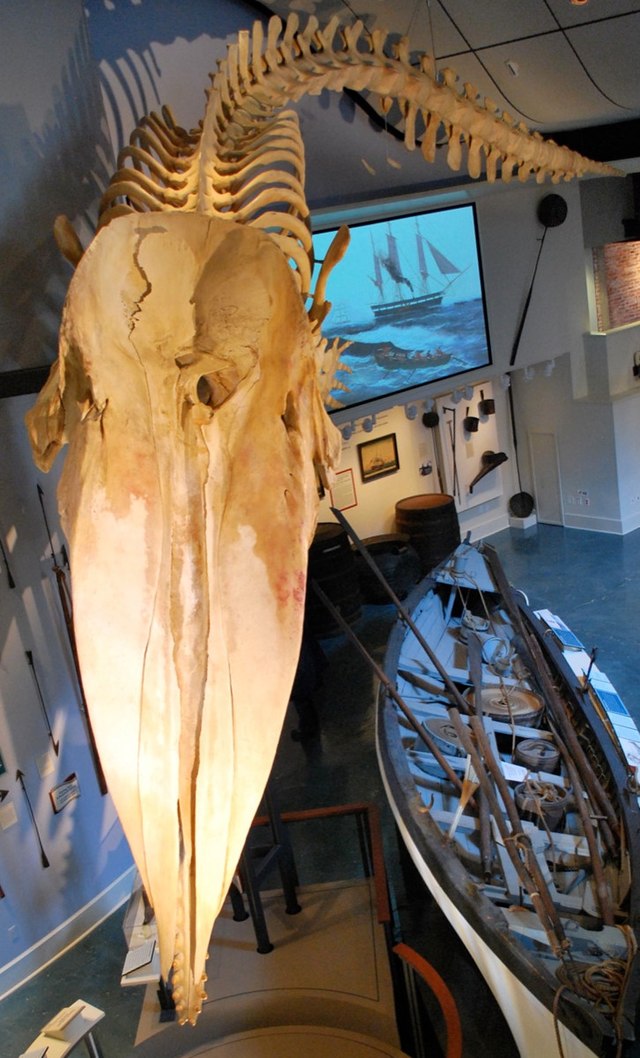 sperm whale skeleton