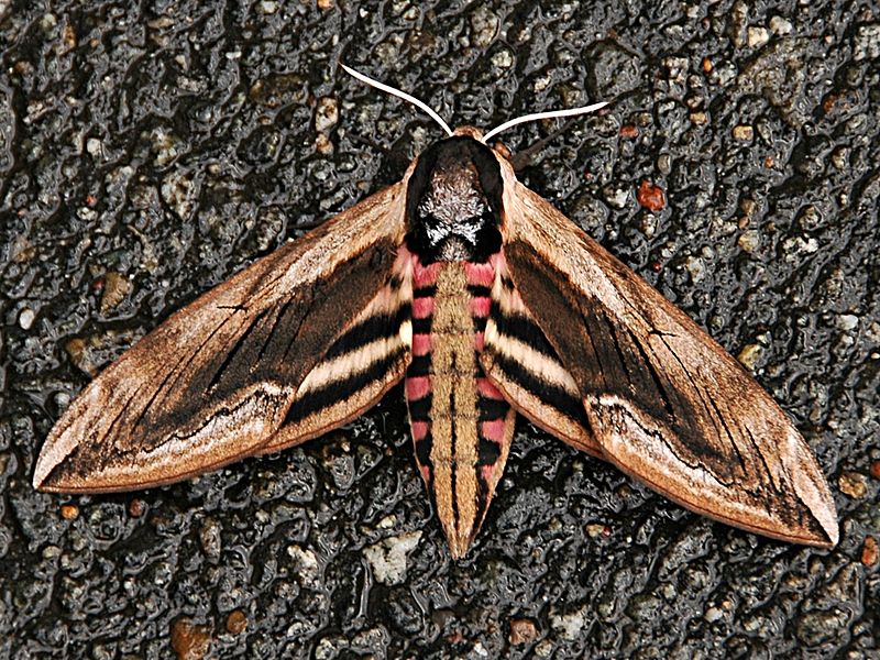 File:Sphinx Ligustri Hawkmoth.jpg