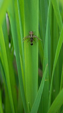 Spider (Araneae) Eating an Ant (Formicidae)