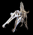 * Nomination Spinosaurus Morocco --Archaeodontosaurus 19:11, 18 October 2010 (UTC) * Promotion Good -- Smial 00:16, 19 October 2010 (UTC)