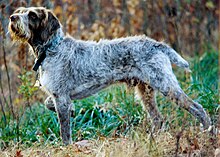 Spinone italiano Oliver.jpg