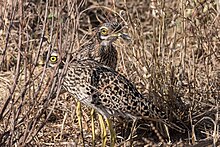 Spotted thick-knees blending with their surroundings Spotted Thick-knee (28094076162).jpg