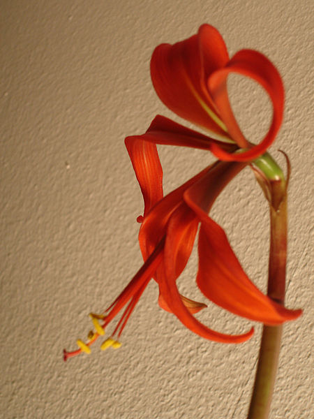 File:Sprekelia.formosissima.6.jpg