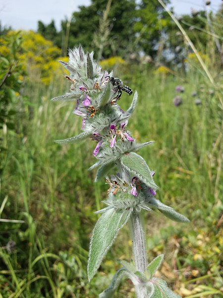 File:Stachys germanica (subsp. germanica) sl6.jpg