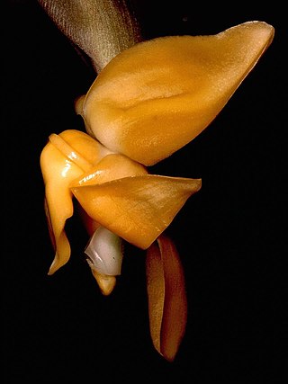 <i>Stanhopea annulata</i> Species of orchid