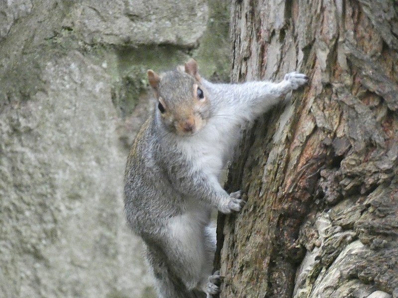 File:Staring Squirrel.jpg