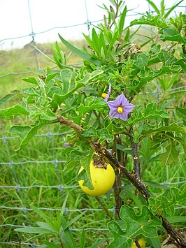 Solanum linnaeanum