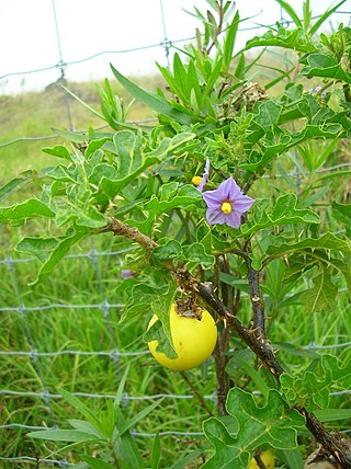 <i>Solanum linnaeanum</i> Species of plant