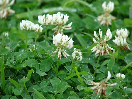 Starr 070313-5645 Trifolium repens.jpg