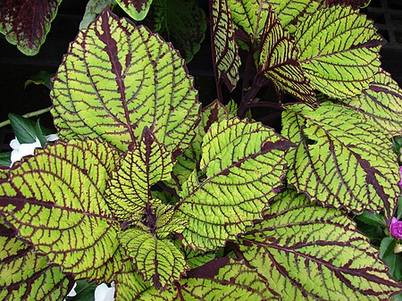 Coleus