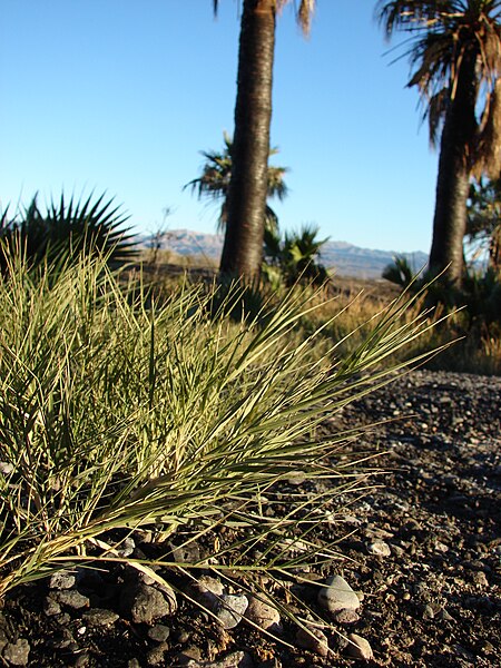 File:Starr 071224-0597 Distichlis spicata.jpg