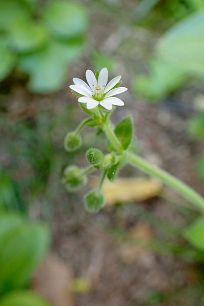 File:Stellaria media subsp cupaniana kz1.jpg