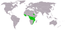 Stephanoaetus coronatus distribution map big.png