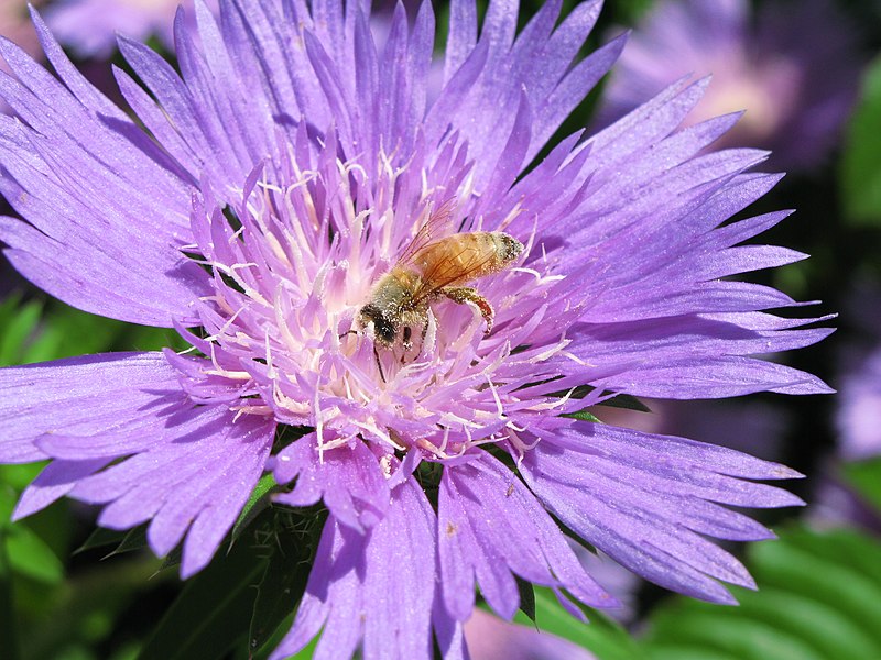 File:Stokesia laevis of Inzai, Chiba Prefecture; June 2008 (01).jpg