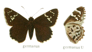 <i>Strabena germanus</i>