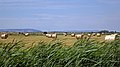 wikimedia_commons=File:Straw Bales, Hooe Level.jpg