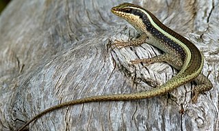 <i>Trachylepis striata</i> African lizard species