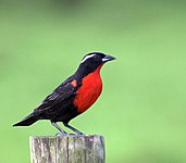 White-browed meadowlark