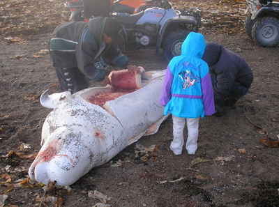 Aboriginal whaling