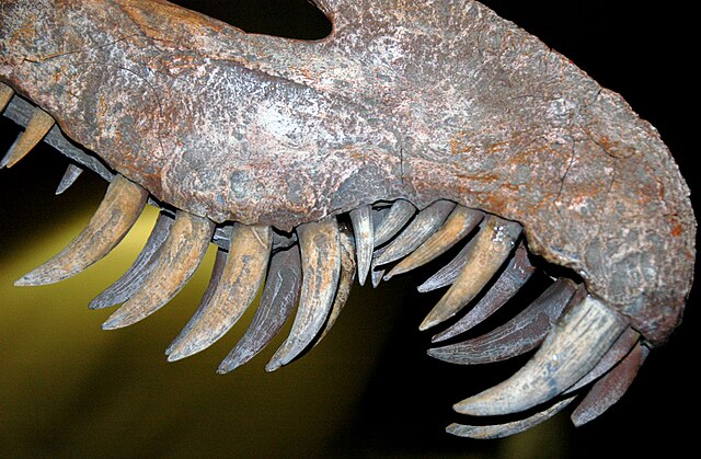 Closeup of the teeth of Suchomimus