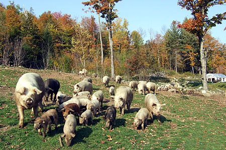 SugarMtnFarmPigsInPasture.jpg