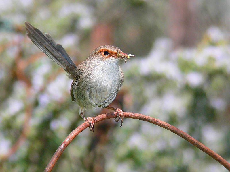 File:Superb Wren female444.jpg