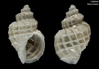 <i>Sveltia splendidula</i> Species of gastropod