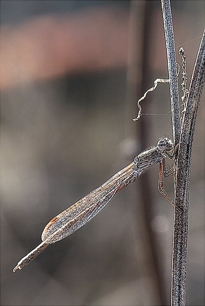 File:Sympecma paedisca.jpg