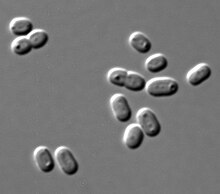 Synechococcus PCC 7002 DIC.jpg