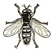 Syrphidae icon.jpg