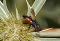 Deutsch: Raupenfliege English: Tachinid fly