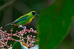 Tangara schrankii, Green-and-gold Tanager.jpg