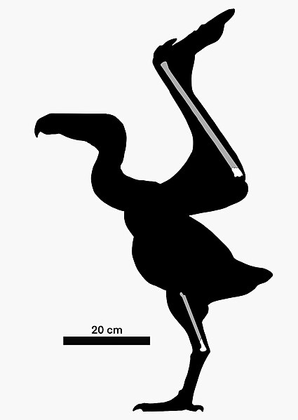 File:Taubatornis campbelli skeletal.jpg