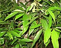 তেজপাত Cinnamomum tamla