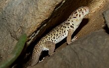 Teratoscincus scincus.  Лягушачий глаз Gecko.jpg