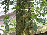 Terminalia bellirica (Bastard myrobalan) leaves in RDA, Bogra