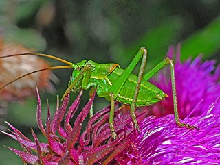 <i>Ephippiger terrestris</i> Species of cricket-like animal