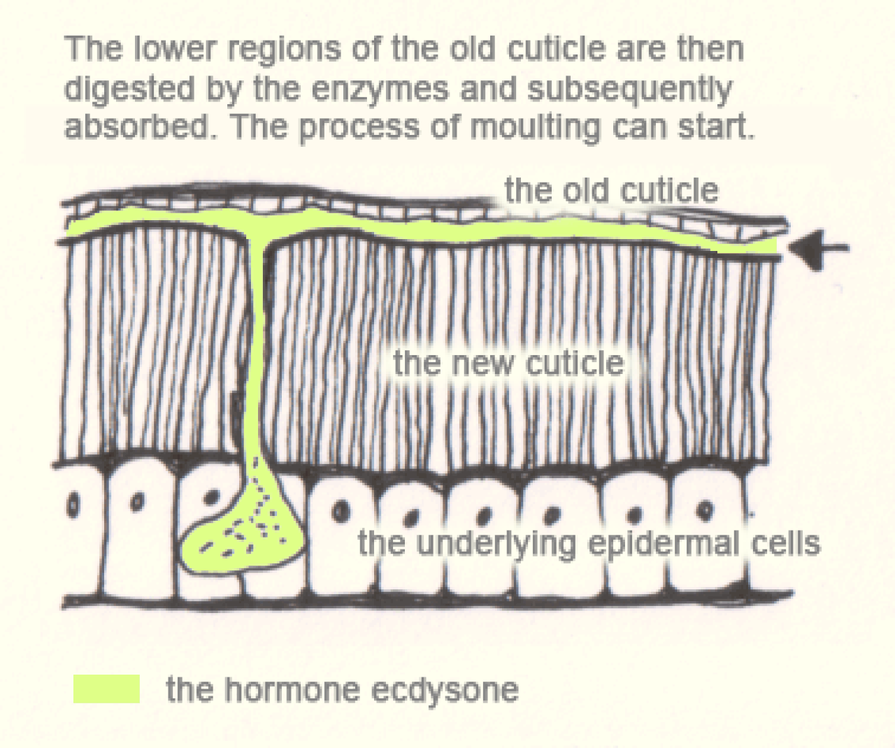 Lower regions