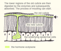 The lower regions of the old cuticle are then digested by the enzymes and subsequently absorbed. The process of moulting can start.