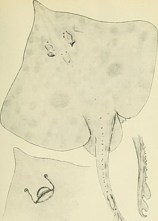 <i>Zearaja</i> Genus of cartilaginous fishes