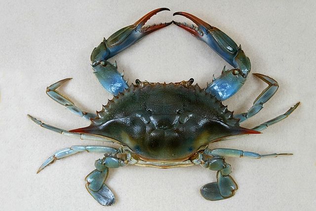 Un Grand Sapidus De Callinectes De Crabe Bleu Avec De Grandes Griffes Repose  Sur Le Sable Au Bord De La Mer. La Pêche Au Crabe Gas Image stock - Image  du pattes