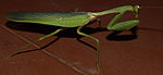 The Green Praying Mantis (Sphodromantis viridis).jpg