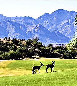 <span class="mw-page-title-main">Saddlebrooke, Arizona</span> CDP in Pinal County, Arizona