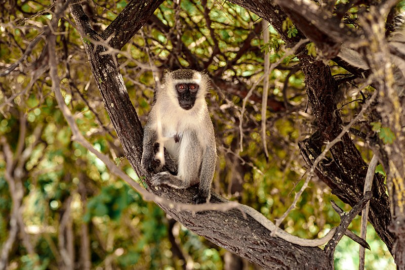 File:The female velvet monkey at Saadani National park Tanzania.jpg