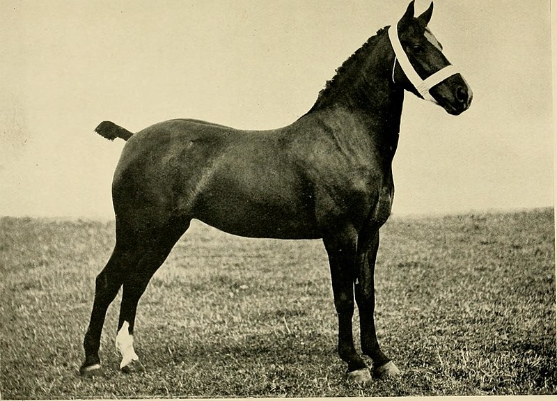 File:The horse- its selection and purchase - together with the law of warranty, sale, &c. (1907) (14773881024).jpg