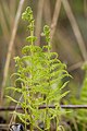 Français : Thelypteris palustris Marais de Belloy-sur-Somme (Somme), France