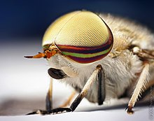 [1] Nahaufnahme der buntschillernden Augen einer Bremse (Tabanus lineola)